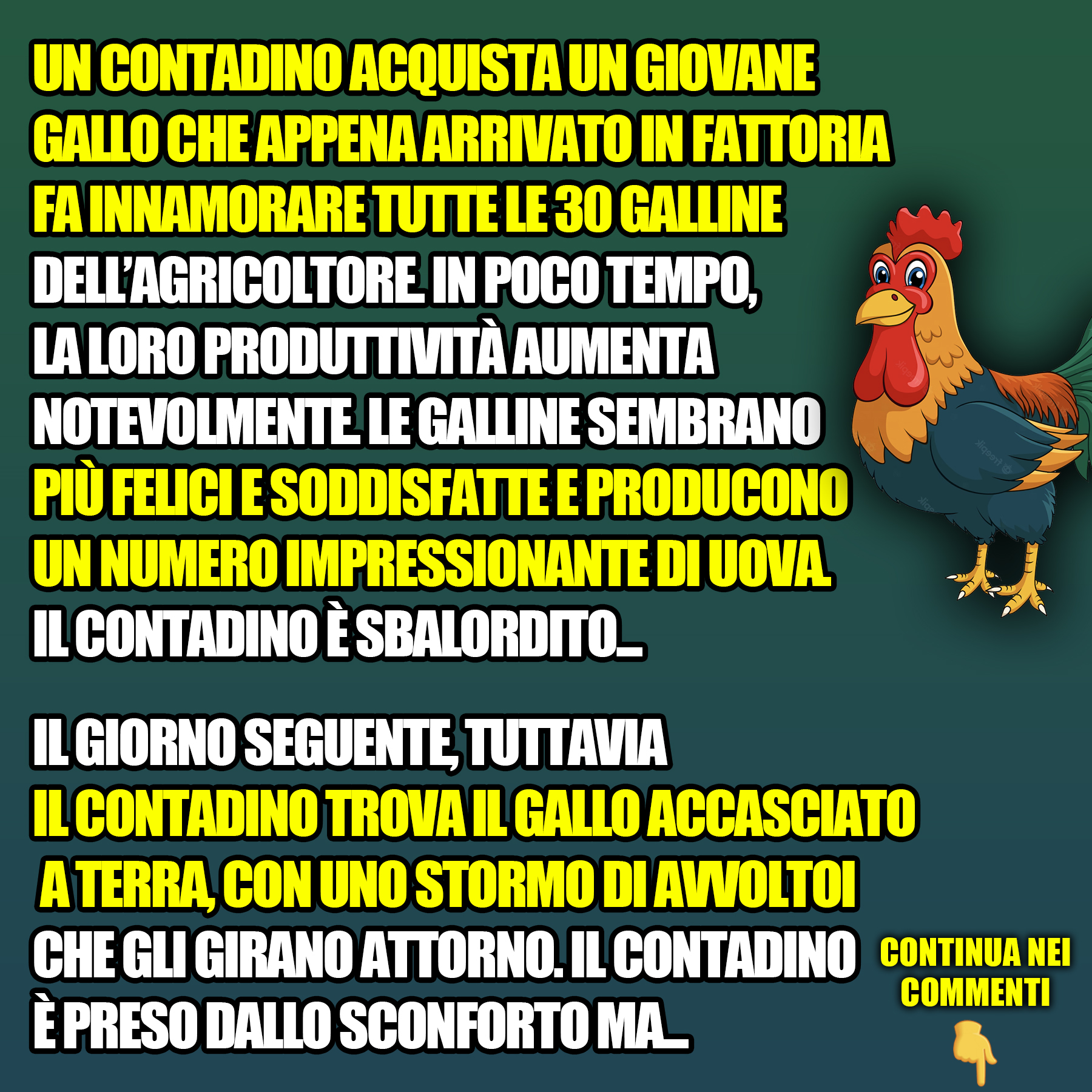 Un Contadino Acquista Un Giovane Gallo Che Appena Arrivato Nella