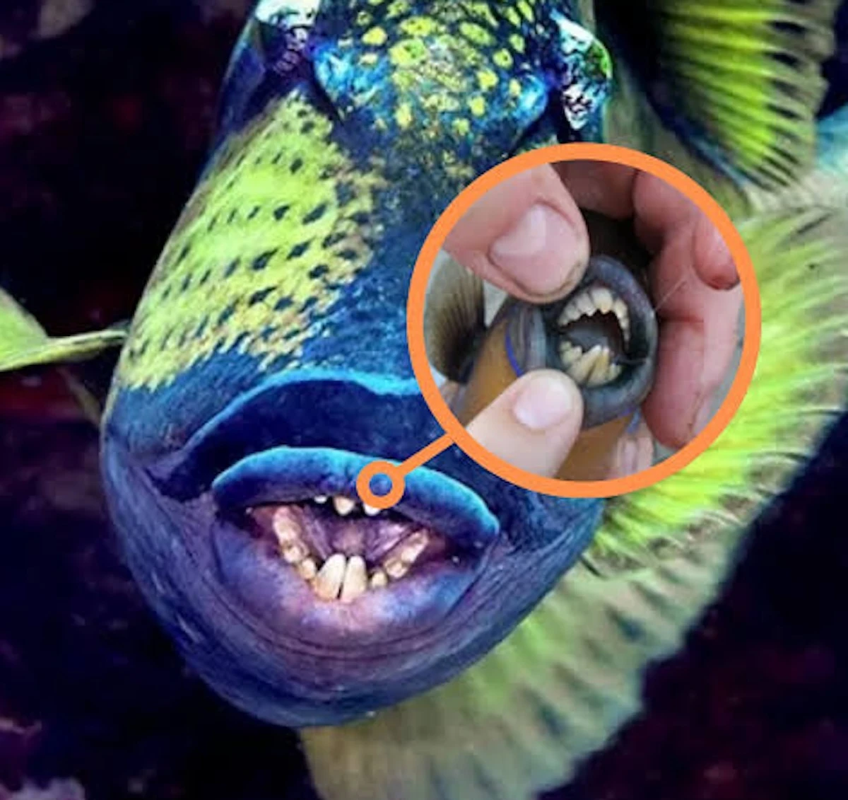 Esemplare di pesce balestra